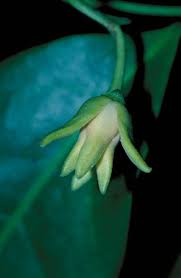 Image result for Artabotrys stolzii