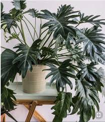 Philodendron Xanadu Large Maturing Live House Plant Outdoor Palm Plants Plants Palm Plant