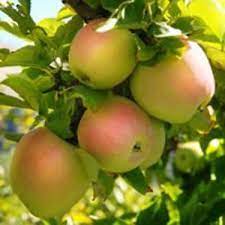 Although the tree is susceptible to scab, we have found that it is worth growing anyway. Pink Pearl Apple Tree Buy At Nature Hills Nursery