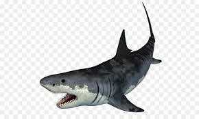 A hammerhead shark has a very different head shape from that of a tiger shark or a great white. Great White Shark Background