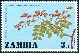 Image result for Julbernardia