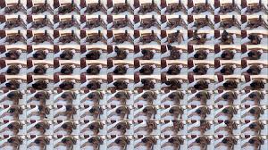 Fille noire faisant un 69 avec son patron - XNXX.COM