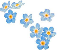 Pin By Erin Esbenshade On Edit Stickers Tumblr Flower Blue Flower Wallpaper Transparent Flowers