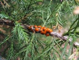 What it is and the treatment to stop it. Cedar Apple Rust And Related Rust Diseases Umn Extension