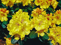 Rhododendron Miyama Gold Prinz This Is A Gorgeous Color Of Yellow For A Rhododendron The Red Spots Are Nice Also I Have Found Y Rhododendron Flowers Plants