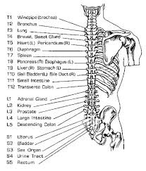 Back Shu Points Along Bladder Meridian Acupuncture