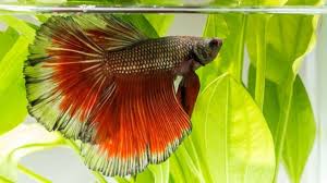 Check spelling or type a new query. Jenis Jenis Ikan Cupang Dengan Warna Cantik Yang Cocok Dipelihara Kumparan Com