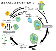 How long does a cell spend in interphase compared to each stage of mitosis? Gametogenesis Fertilization
