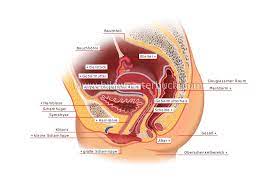 human being :: anatomy :: female reproductive organs :: sagittal section  image - Bildwörterbuch