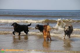 Hunde (sowohl freilaufende als angeleint) sind das ganze jahr über erlaubt an de stranden van terschelling. Hondenstrand