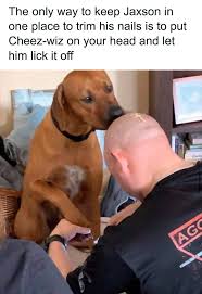 With tenor, maker of gif keyboard, add popular doge meme animated gifs to your conversations. 40 Hilarious Dog Posts To Put A Smile On Your Face Bored Panda