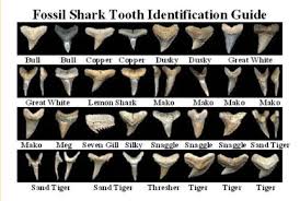 Fossil Shark Tooth Identification Guide Fossilized Shark Teeth Shark Teeth Shark Tooth Fossil