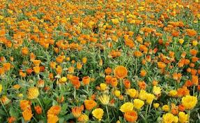 Sectiunea de fata este dedicata temei: Idei De Afaceri Mici Afaceri Agricole Sub 5 000 Euro Cultiva Profitabil