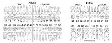 Specific Tooth Number Chart Usa Pediatric Tooth Chart