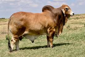 They can live anywhere from 15 to 20 years of age. Herd Bulls Brahman La Muneca Cattle Brahman And Simbrah Cattle