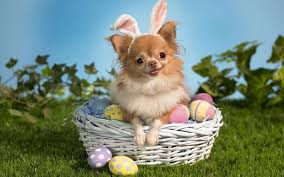 Funny Animal Pictures Wallpapers Funny Animal Animals Slides Best 1920x1200 Easter Dog Cute Animals Easter Pets
