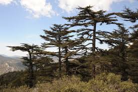 Image result for Napoleonaea septentrionalis