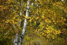 Image result for Autumn Gold Light 1983 Caloric