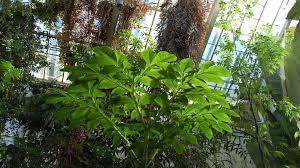 The Corpse Flower Looks Like Raw Meat And Smells Like A Dead Rat Blog Nature Pbs