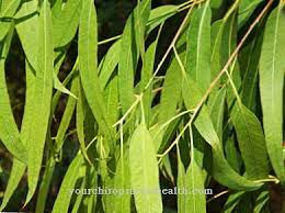 Pokok kayu putih is a locality in pahang and has an elevation of 1542 metres. Eucalyptus Penggunaan Rawatan Untuk Kesihatan Tumbuhan Ubatan