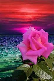 Download profile pictures of nature that are sweet another wonderful natural image of the snow mountain. Beautiful Flowers Images Download For Whatsapp