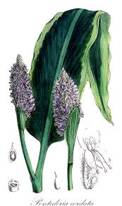 Image result for Pontederiaceae