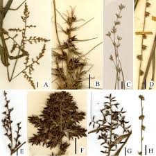 Image result for Scleria sp.no.1