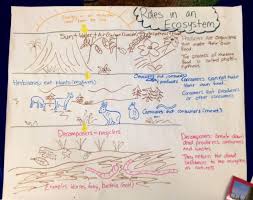 Ecosystem Balance Image Pictorial Input Chart Google