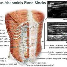 The abdominal cavity is the part of the body that houses the stomach, liver, pancreas, kidneys. Anatomy Of The Anterolateral Abdominal Wall And The Us Guided Usg Download Scientific Diagram