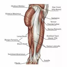 Ebraheim's educational animated video describes the muscle anatomy of the hip and buttocks region with simple images; Is The Butt Part Of Your Back Or Your Legs Quora
