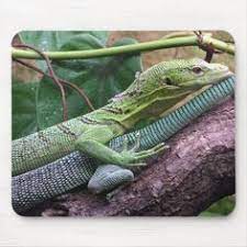 Green Tree Monitor - Varanus Prasinus Mouse Pad Zazzlecom In 2021 Monitor Lizard Lizard Lizard Image