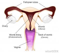 A high vaginal swab (hvs) is a medical procedure performed in obstetrics and gynaecology to commonly test for the presence of vaginal thrush, bacterial vaginosis and trichomonas vaginalis. What Is A Vaginal Swab With Pictures