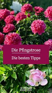 Am häuftigsten triit diese pilzform im frühjahr auf, da in diesem zeitraum die luft besonders feucht und. Pfingstrosen Pflanzen Pflegen Standort Pfingstrosen Pflanzen Pfingstrosen Garten Pflanzen