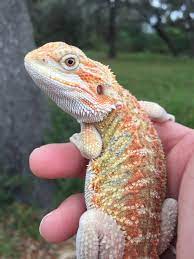 Hypo - Bearded Dragon Traits - Morphpedia