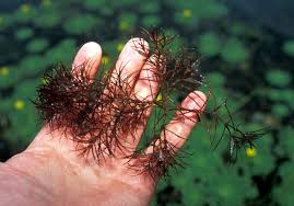 Image result for Najas horrida