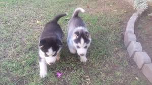 Very reluctant sale of a fantastic giant puppy. Pets Pakistan We Have All Pure Breed Dog Available We Have Pakistan Biggest Kennel Bentley Point Is Ready On Pakistan