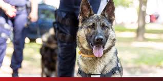 Can Drug Dogs Smell Thc Products? The Truth Revealed