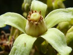 Image result for Trichilia capitata