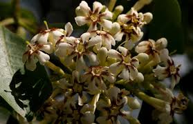 Image result for Schrebera