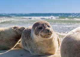 Das wattenmeer an der nordsee bietet die einmalige chance, auf dem meeresboden zu laufen. Weltnaturerbe Wattenmeer Sylt Luxus De