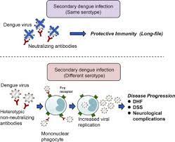 It is caused by any of the 4 serotypes of dengue virus and is transmitted within humans through female aedes mosquitoes. Dengue Hemorrhagic Fever A Systemic Literature Review Of Current Perspectives On Pathogenesis Prevention And Control Sciencedirect