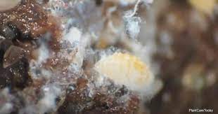 Apr 01, 2021 · soil soaks using neem are by far the most effective, as it will kill ground mealybugs and other underground pests without harming earthworms. How To Get Rid Of Mealybugs In Soil Plantcaretoday Com