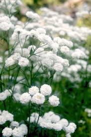 Achillea Ptarmica Pearl White Filled Bertramsgarbe Irislandschaften Ch Achillea Ptarmica Pearl White Filled Bert In 2020 White Flowers Achillea Moon Garden