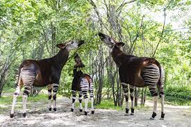 The okapi is a relative of the giraffe, with striped legs like a zebra. Okapi