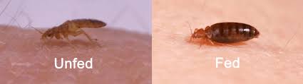 The term usually refers to species that prefer to feed on human blood. Bed Bugs Extermination