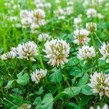 This means using homemade weed killer with ingredients like vinegar, salt of sugar. Lawn Invasion White Clover Green Lawn Fertilizing