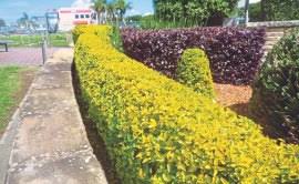 Oleh sebab pokok mempunyai daun, udara di planet kita dibersihkan, yang tepu dengan oksigen. Palma Hiasan Mewah