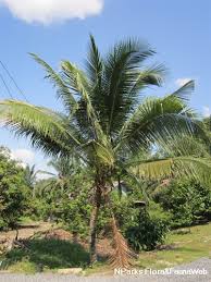 Image result for Cocos nucifera