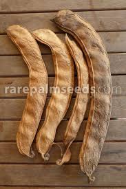 Image result for Canavalia africana