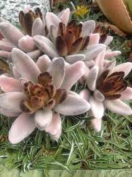 Pin On Kalanchoe